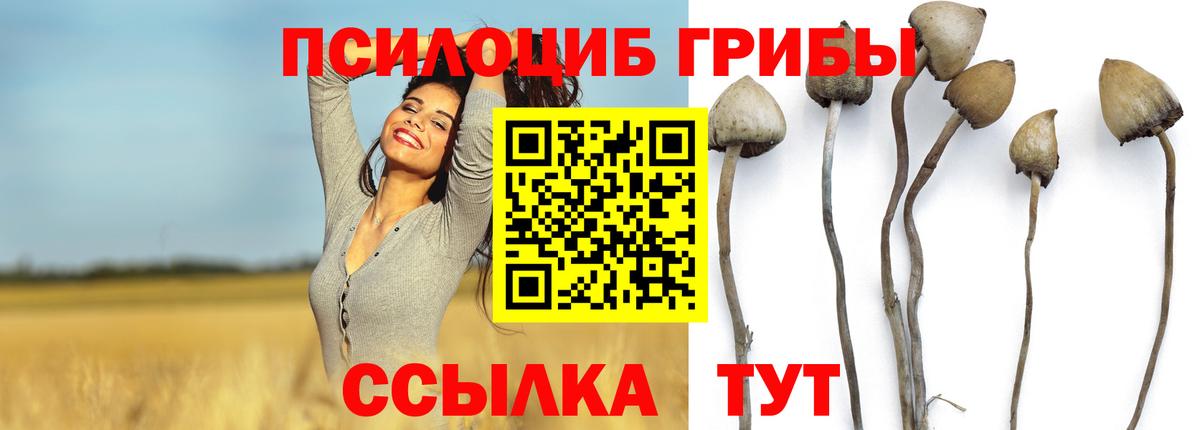 Псилоцибиновые грибы GOLDEN TEACHER  Вход с VPN  Братск  Галлюциногенные грибы Cubensis 
